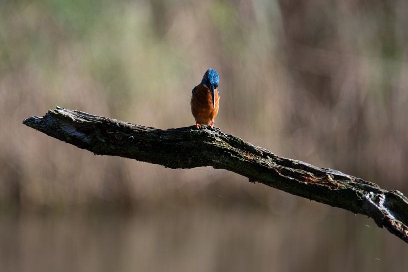 IJsvogel van Leroy van Hooff