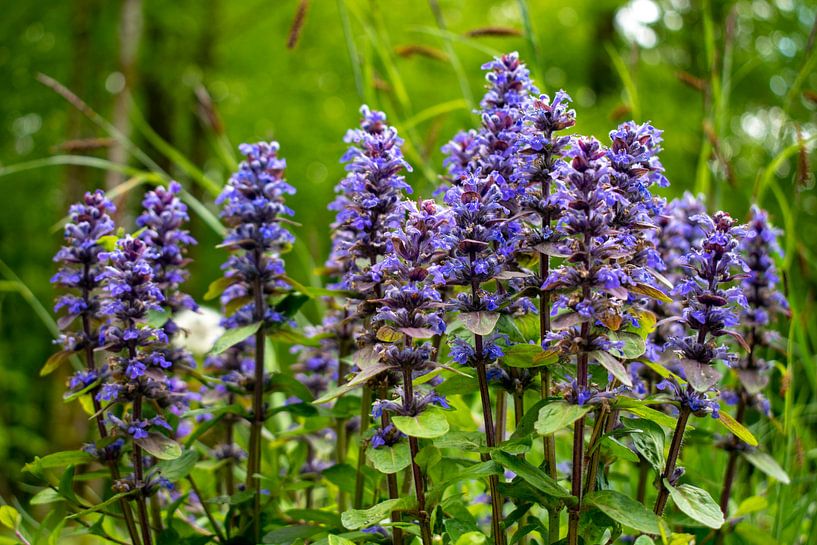 Violette Blumen von Eline Bouwman