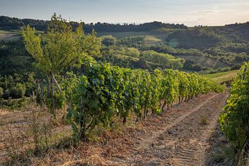 Veld met wijnranken in Costa Vescovato, Piemont, Italie