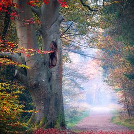 Herbststimmung von Alex De Haan