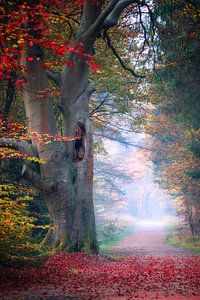 Herbststimmung von Alex De Haan