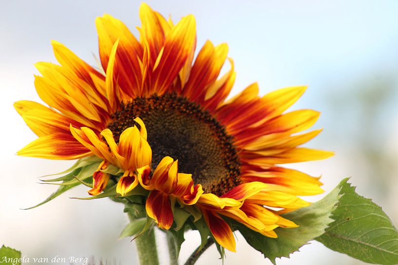 Sunflower by Angela van den Berg