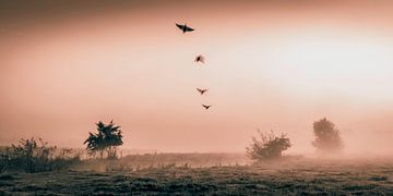 opvliegende vogels van Peter Smeekens