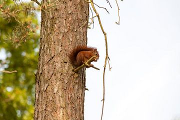 Écureuil dans l'arbre sur Ron Pool