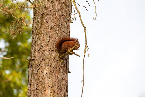 Eichhörnchen auf dem Baum