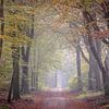 Speulder forest in autumn by Evert Jan Kip