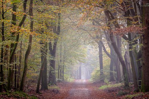 Speulder forest in autumn by Evert Jan Kip