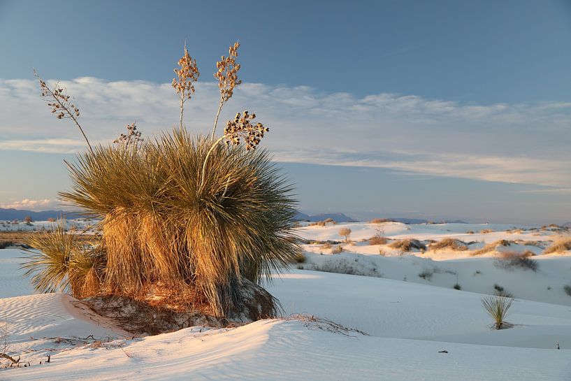 White Sands Dunes National Monument in New Mexico USA van Frank Fichtmüller