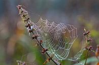 Spinnennetz in Herbstfarben. von Els Oomis Miniaturansicht