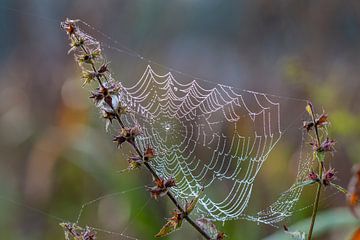 Spinnennetz in Herbstfarben. von Els Oomis