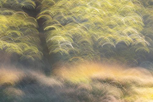 Abstract heide landschap met eik