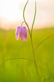 Snake's Head Fritillary close up in a meadow during sunset by Sjoerd van der Wal Photography
