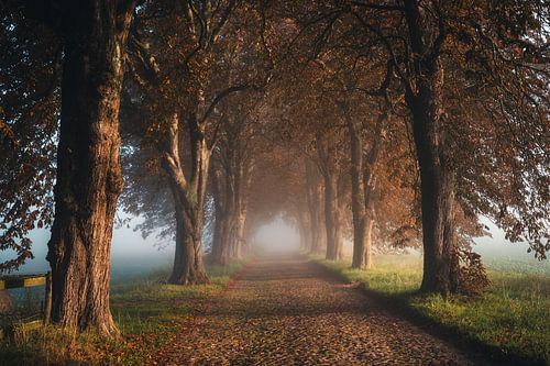 Allée de châtaigniers dans le brouillard et le lever du soleil Île de Rügen, Mecklembourg-Poméranie occidentale, Allemagne