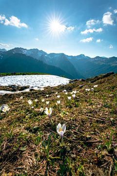 Krokusse über den Kleinwalsertaler Alpen von Leo Schindzielorz