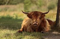 Schotse Hooglander