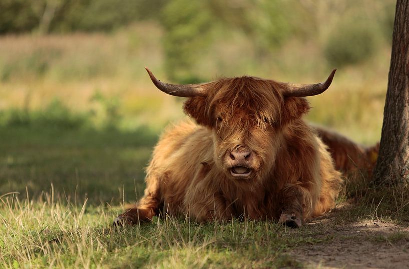 Scottish Highlander by Frank Smedts