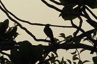 Early Bird 2 - Suriname par Hans Koreman Aperçu