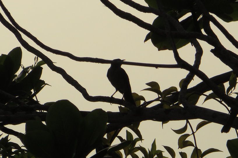 Early Bird 2 - Suriname par Hans Koreman