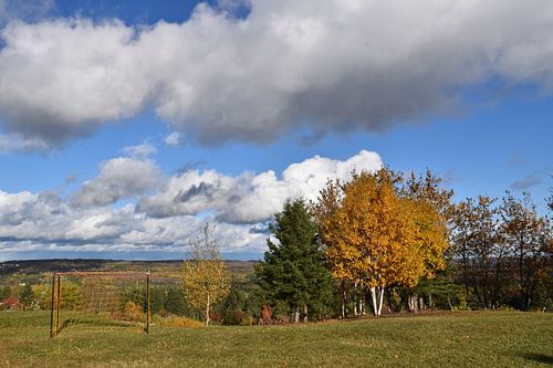 Le terrain de l'école à l'automne