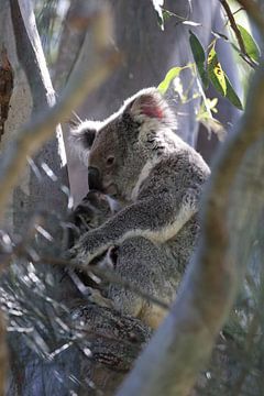 Een wilde Koala en zijn baby zittend in een boom Queensland Australië van Frank Fichtmüller