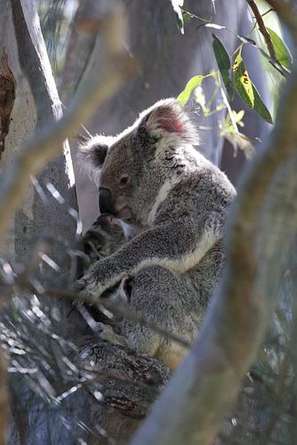 Een wilde Koala en zijn baby zittend in een boom Queensland Australië