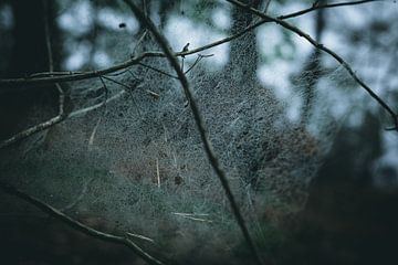 Spinnenweb van Christian Späth