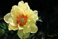 A rose