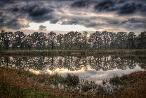 Reflectie van bomen