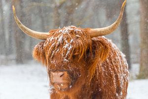 Portret van een Schotse hooglander koe in de sneeuw van Sjoerd van der Wal Fotografie