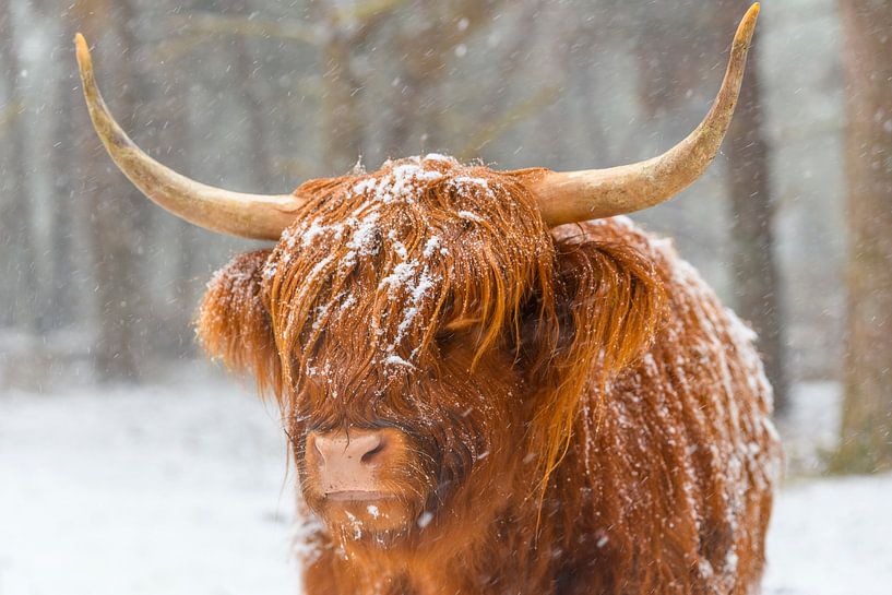 Porträt der schottischen Hochlandviehkuh im Schnee von Sjoerd van der Wal Fotografie