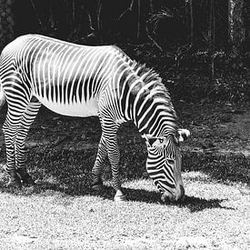 Zebra in zwart-wit van Sonny Vermeer