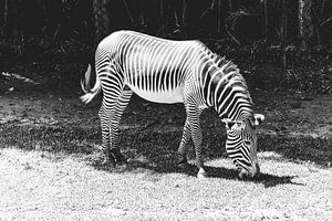 Zebra in zwart-wit