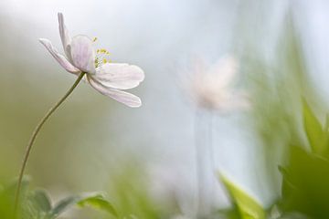 Wood anemones by Teuni's Dreams of Reality