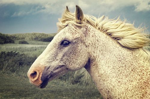 Portret van een Schimmelse Vintage