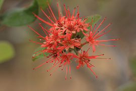 Red powder brush by Bärbel Severens