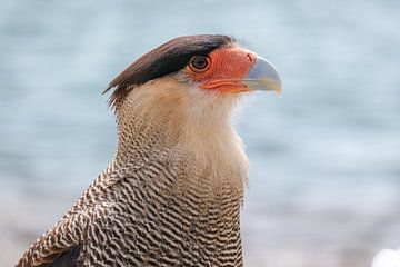 The crested caracara by Laurine Hofman