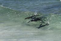 hunting penguins