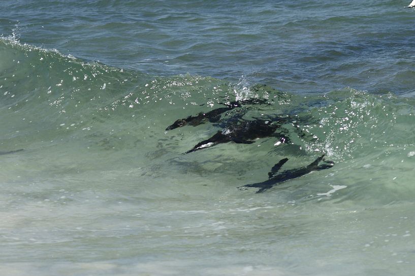 hunting penguins by Olaf Franke