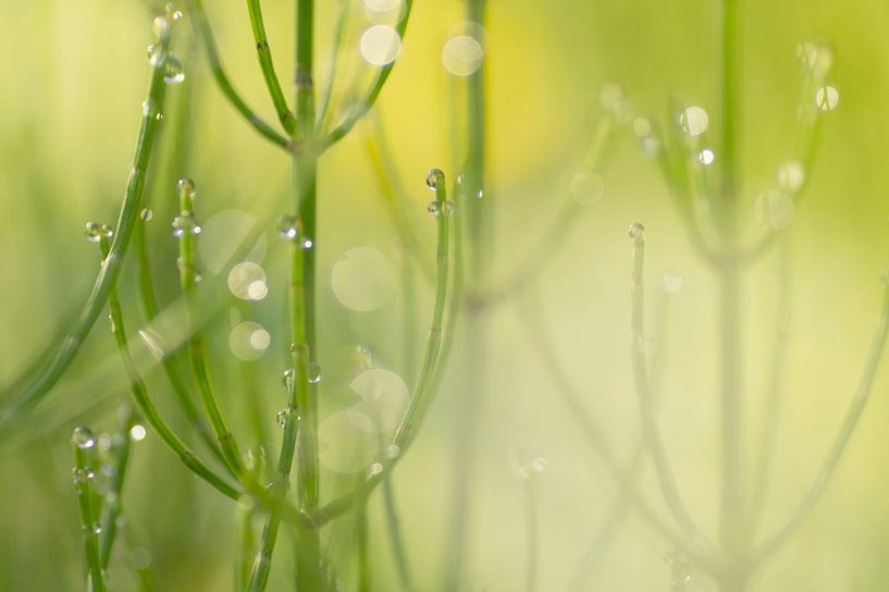 Horsetail with dewdrops by Birgitte Bergman