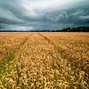 Grain field in the Noordoostpolder by Martien Hoogebeen Fotografie