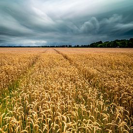Grain field in the Noordoostpolder by Martien Hoogebeen Fotografie