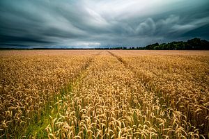 Graanveld in de Noordoostpolder van Martien Hoogebeen Fotografie