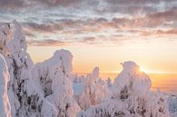 Marshmallow bomen zonsopgang | reisfotografie print | Ruka, Lapland van Kimberley Jekel thumbnail