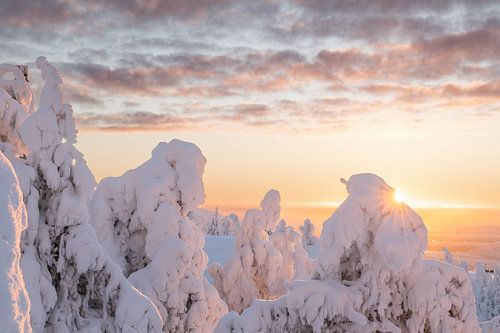 Marshmallow bomen zonsopgang | reisfotografie print | Ruka, Lapland