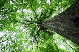 Zum Himmel von Borg Enders