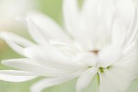 Dancing petals