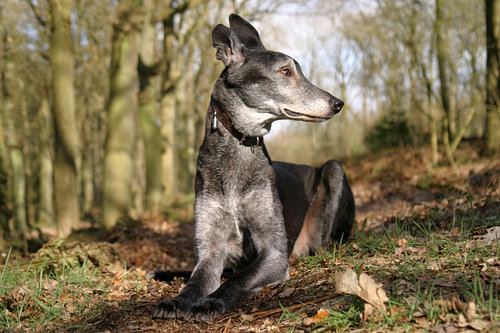 Windhund