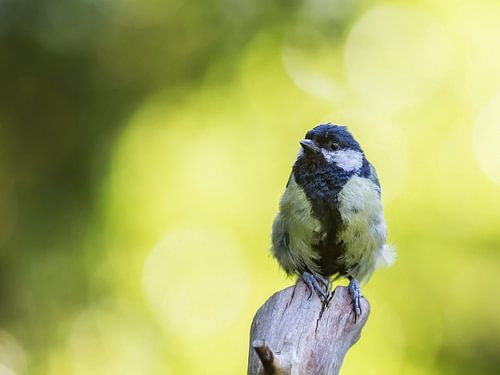 Great tit on branch in back light