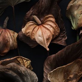 warm still life of dried anthurium by Karel Ham