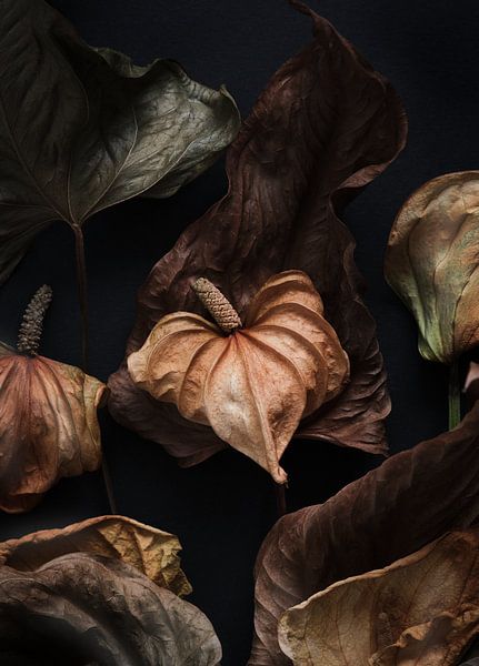 warm still life of dried anthurium by Karel Ham